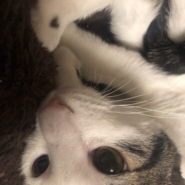 わたちずっとのおうち見つかったよ⭐︎ウニちゃん