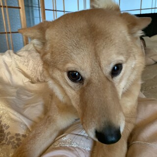 柴犬？人、犬、猫大好きな女の子