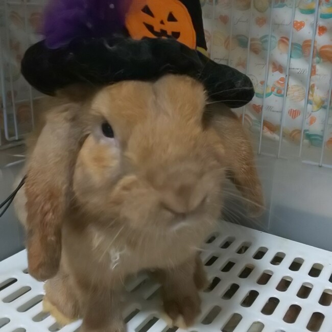 まる子☆のカバー写真