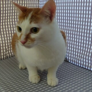 茶白男子★怜司★ボブテイル幸運のかぎしっぽ