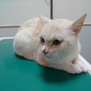 おっとりまったり★大福★白×ベージュの綺麗な色柄