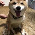 恩人の飼い主さんを亡くしたゴンちゃん