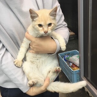 甘えん坊な茶トラの男の子♡