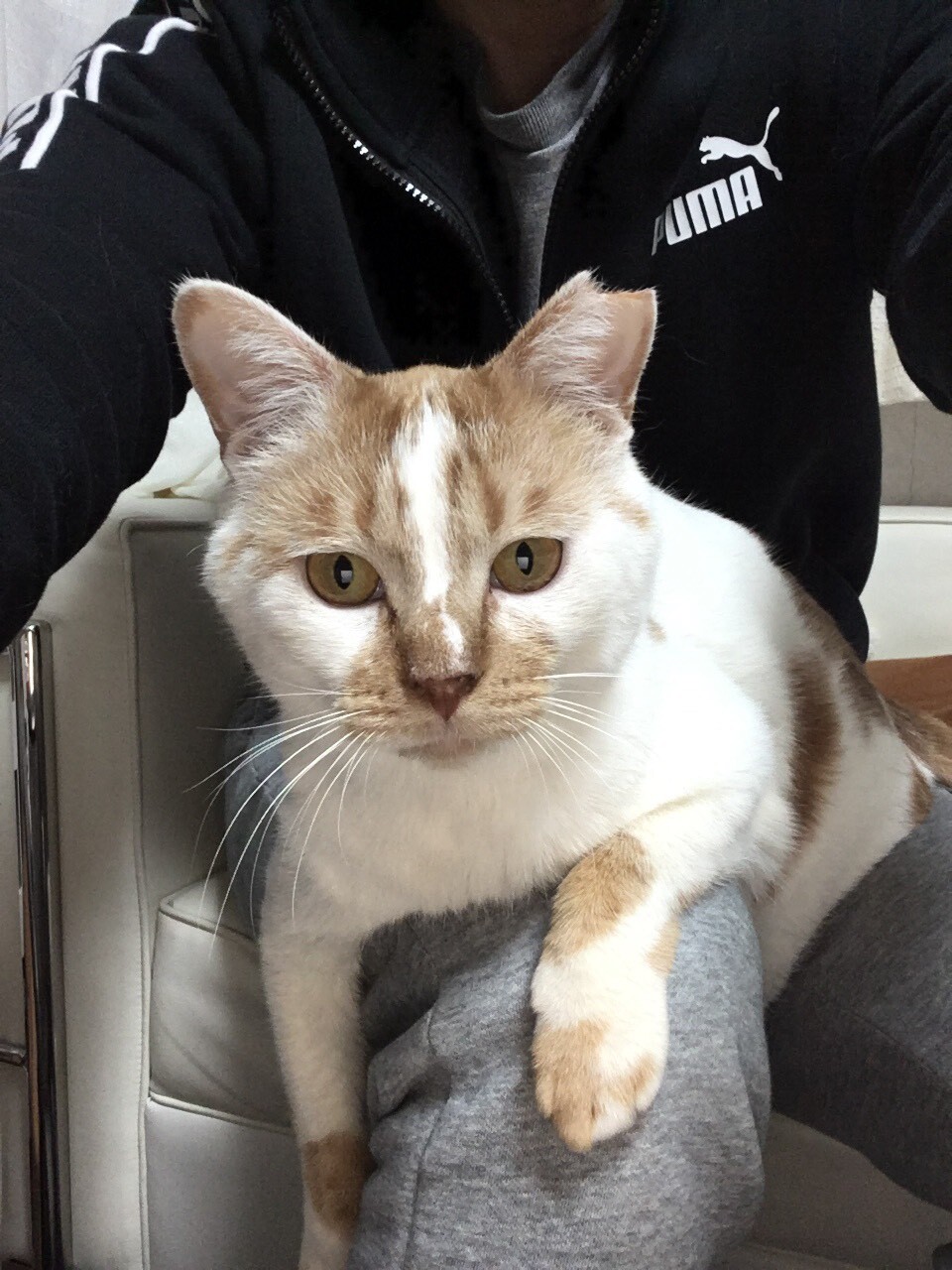 撫でるとゴロゴロ イケニ 千葉県 猫の里親募集 ペットのおうち 月間利用者150万人