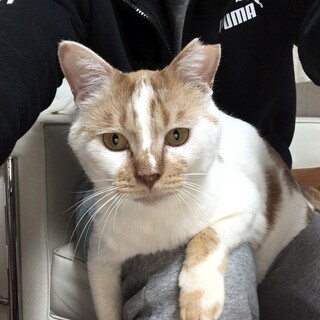 撫でるとゴロゴロ❤イケニャンちびまる