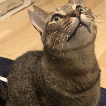 ねこじゃらしを見つめるゆづちゃん⭐︎