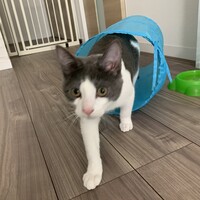 てん