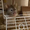4/13初めて自分から手に乗ってきてくれた記念