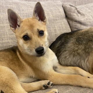 ココちゃんトライアル決定募集停止♡