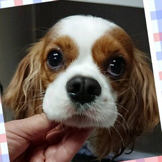 幸せになりました、ありがとうございます。