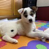 ストールちゃんトライアル決定募集停止 サムネイル3
