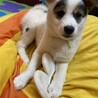 ストールちゃんトライアル決定募集停止 サムネイル4
