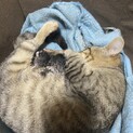 生まれたて子猫2ヶ月後の里親募集