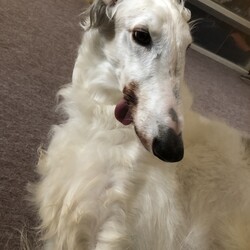 カイザーの急逝