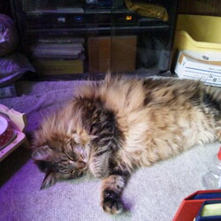 「タイタニック沈没の日に…」サムネイル1