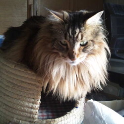 「タイタニック沈没の日に…」サムネイル2