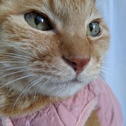 「がんばるにゃ！」キリッ☆彡