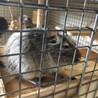 デグー♂4匹の里親募集(ケージ付) サムネイル6