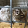 デグー♂4匹の里親募集(ケージ付) サムネイル4