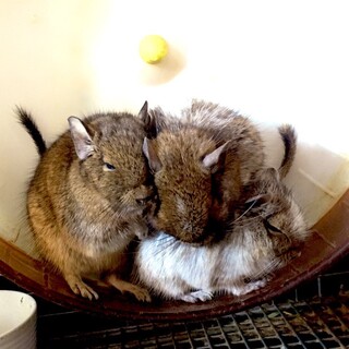 デグー♂4匹の里親募集(ケージ付)