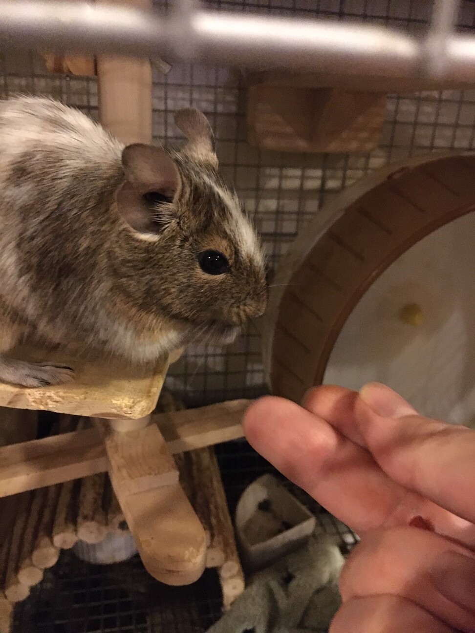 デグー♂4匹の里親募集(ケージ付) サムネイル2