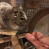 デグー♂4匹の里親募集(ケージ付) サムネイル2