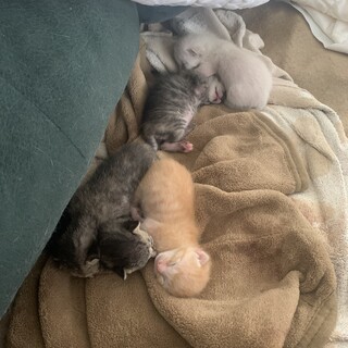 可愛い子猫の里親募集！」沖縄県 - 猫の里親募集(297349) :: ペットの 