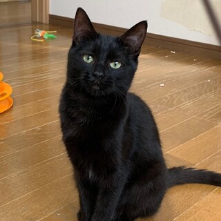 決定☆『あさり』黒毛に、お腹に白い毛がぽつんと