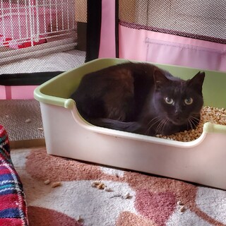 里親様決定 ありがとうございます