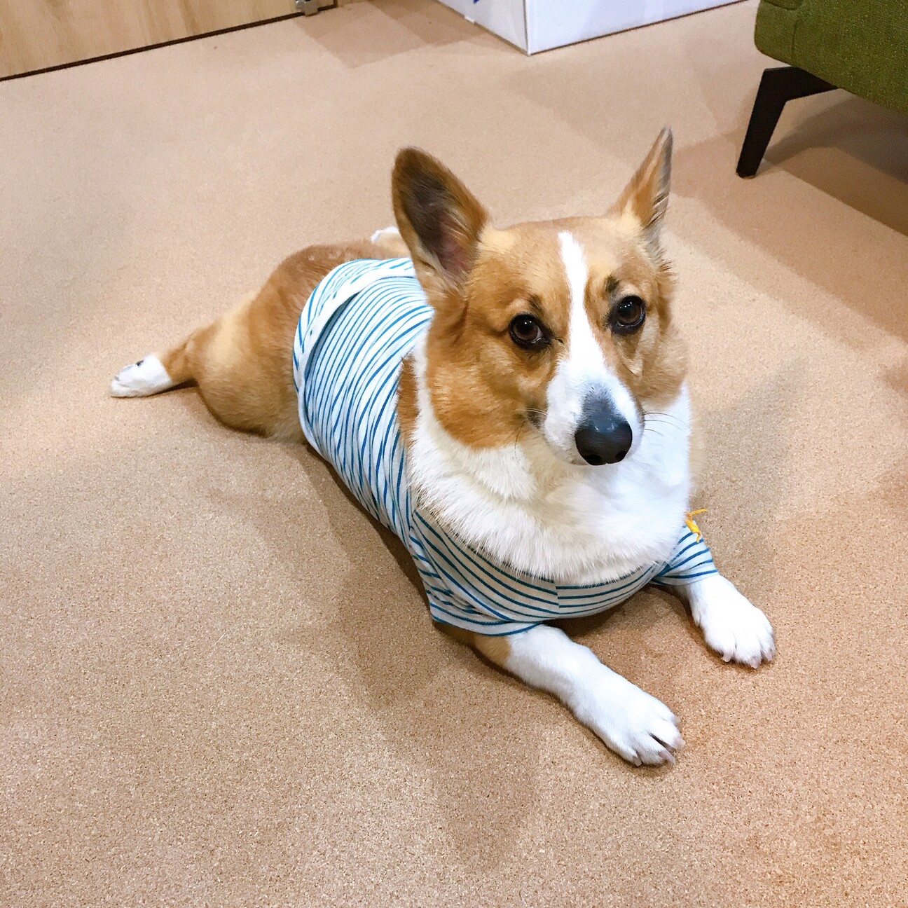 こうちゃまる