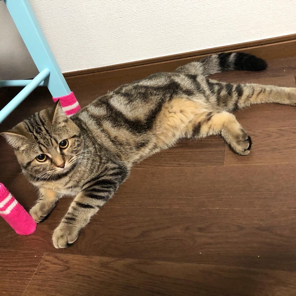 こてのカバー写真