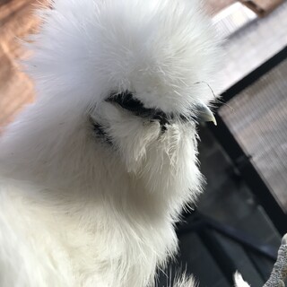 烏骨鶏＊雄一羽と雌二羽