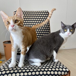 元気いっぱいチャーとグレコの仲良しペア