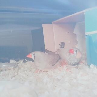 キンカ鳥 里親募集