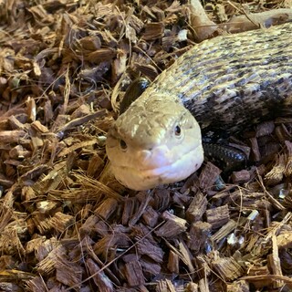 アンボンアオジタトカゲ