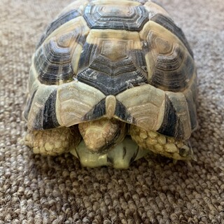 ギリシャリクガメ
