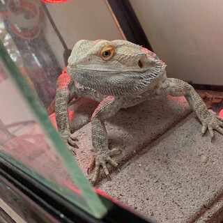 フトアゴヒゲトカゲ