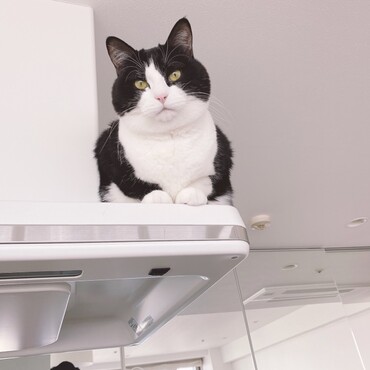 お顔がまんまる