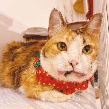 クリスマスカラー