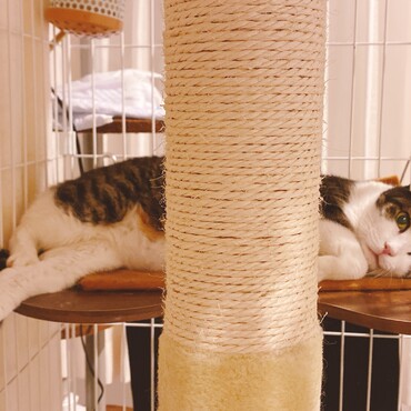 ホットカーペットが大好き