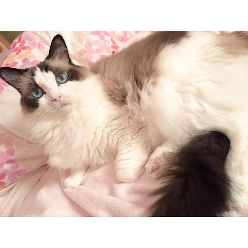 シエルのカバー写真