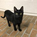 ４ヶ月子猫♂　病気歴無し　元気な黒猫