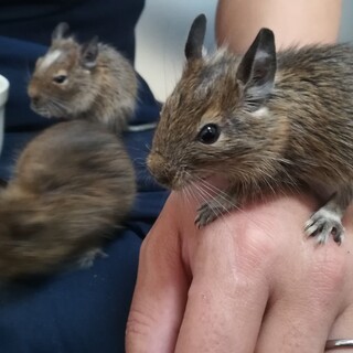 デグー♂ 2/29産まれのアグーチ