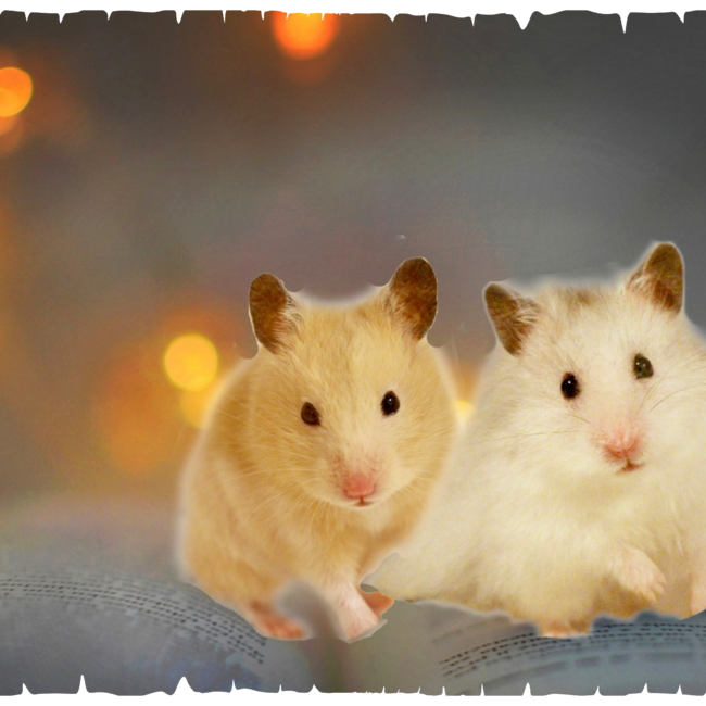 マロ&マロンのカバー写真