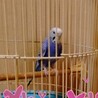 新しい家族に迎えた小春です。