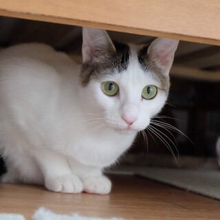 マイペースで食いしん坊なキジ白の女の子