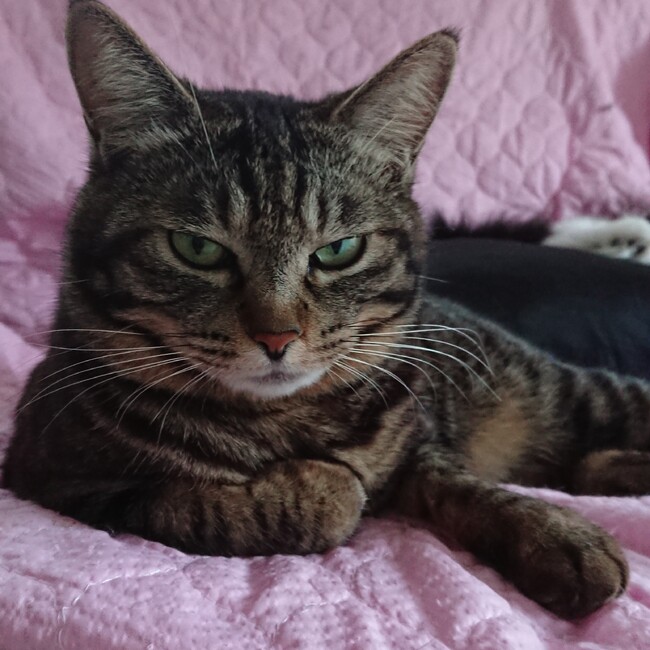 のらのらハウスのカバー写真