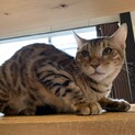 家族が出来ました♡ベンガル6ヶ月♂【にくまん】