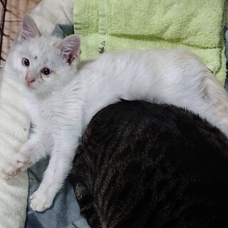 里親決定。元気いっぱい白猫てっちゃん