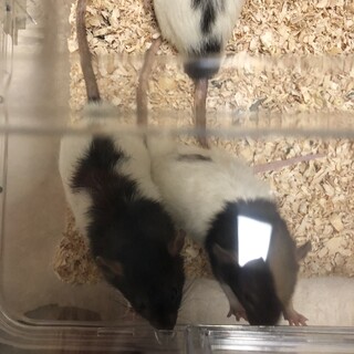 ファンシーラット(オス2匹)の里親様募集中！